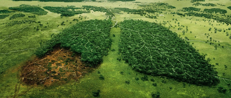 этичный образ жизни не вырубать леса легкие планеты